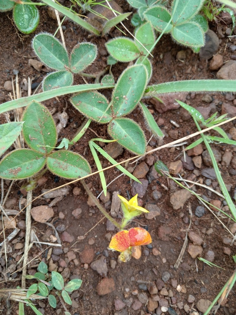 Argyrolobium rotundifolium photo 8