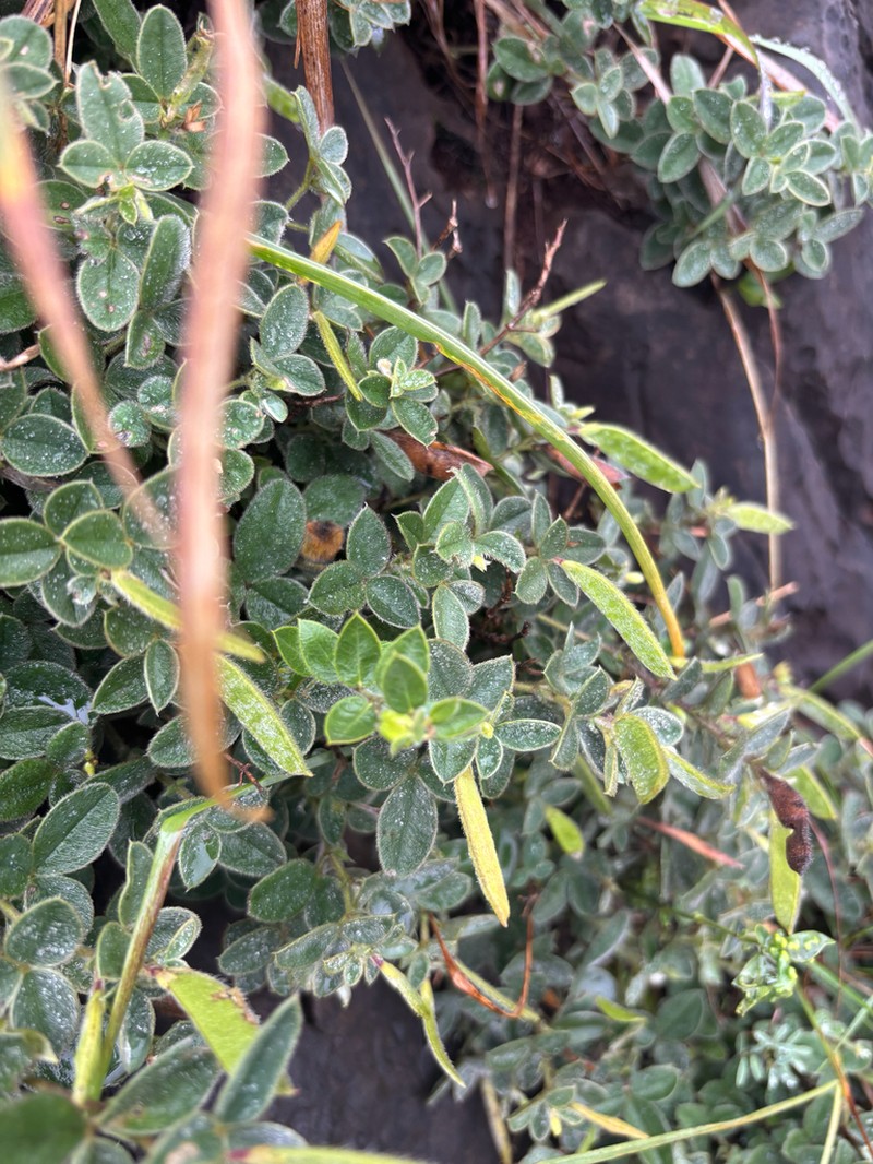 Argyrolobium rupestre