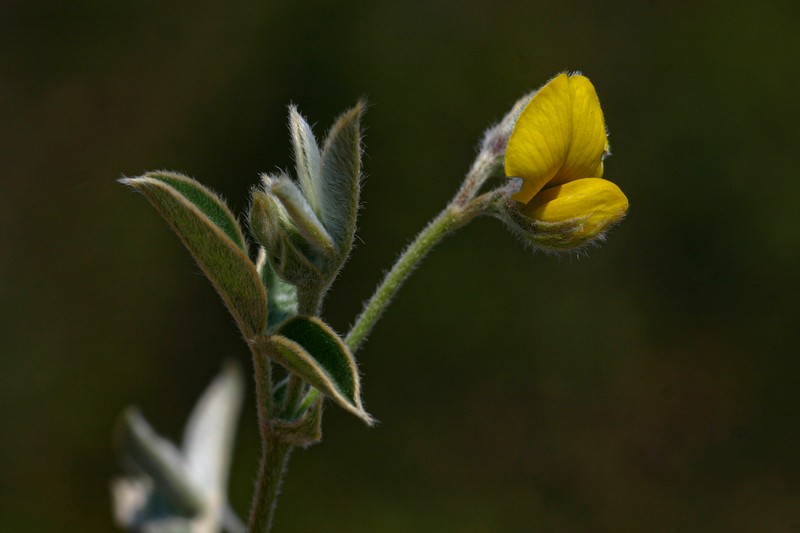 Argyrolobium rupestre photo 2