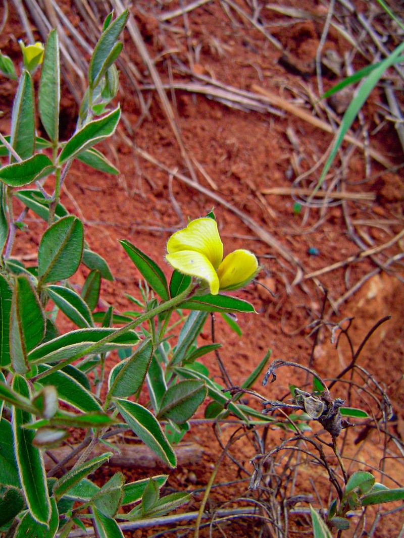 Argyrolobium rupestre photo 3