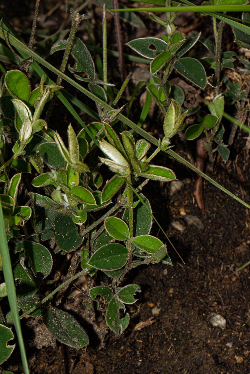 Argyrolobium rupestre photo 4