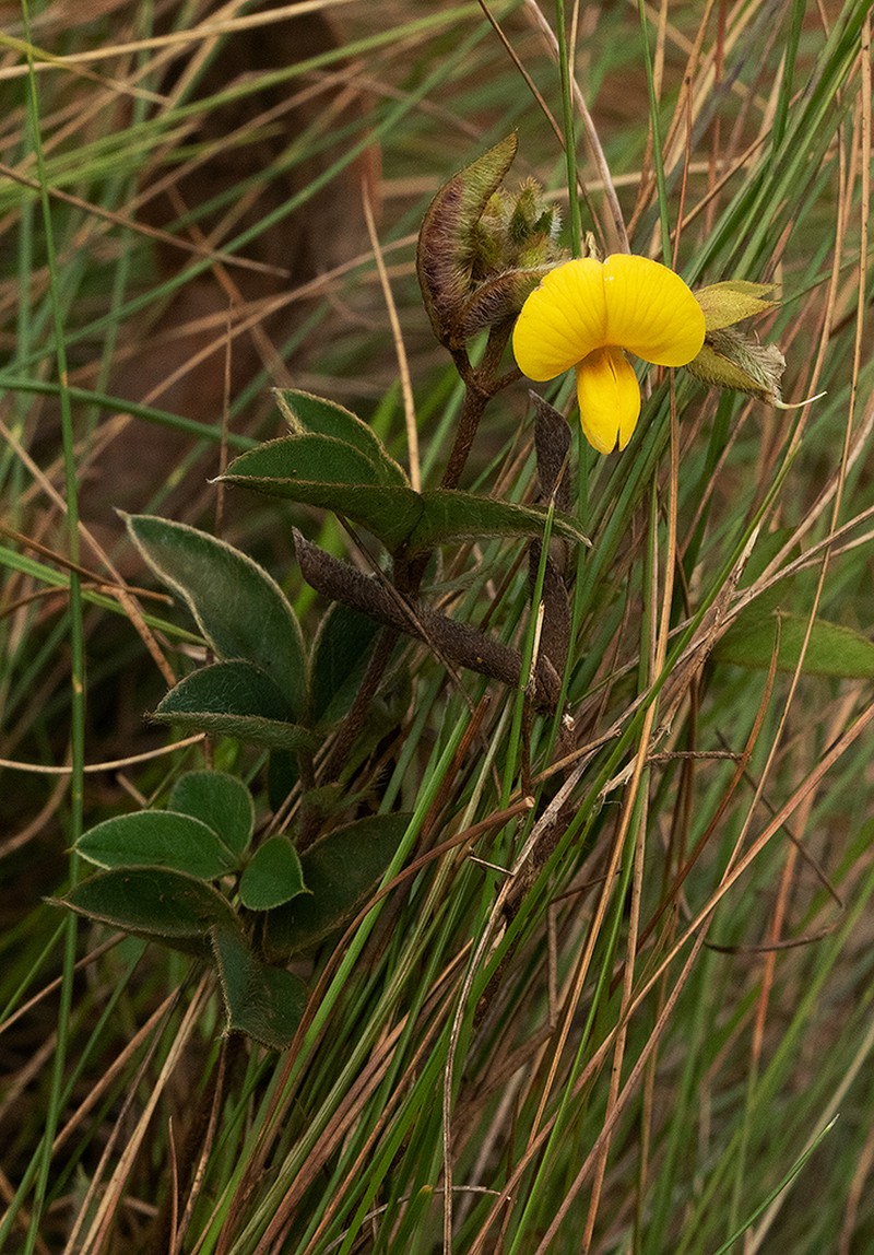Argyrolobium rupestre photo 5