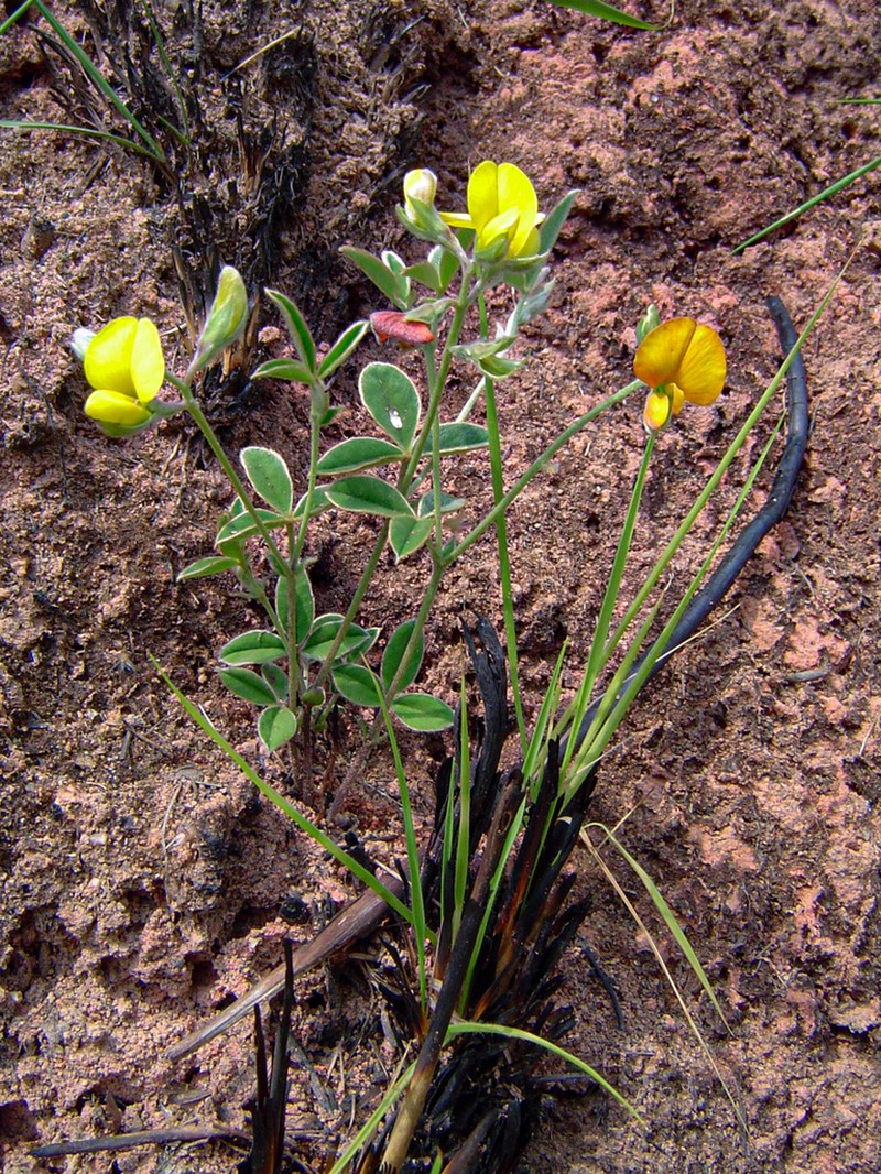 Argyrolobium rupestre photo 6