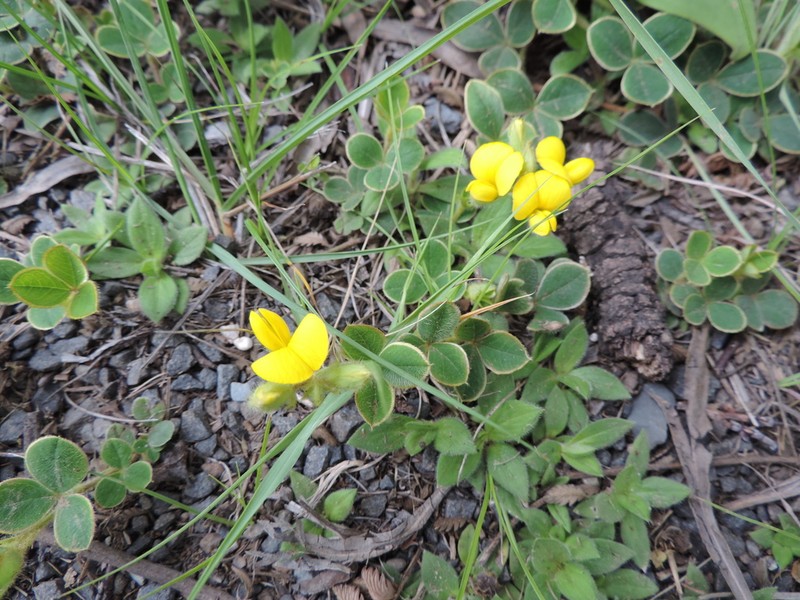 Argyrolobium rupestre photo 7