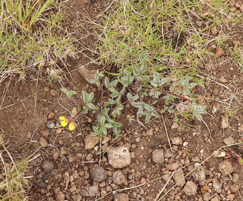 Argyrolobium rupestre photo 8