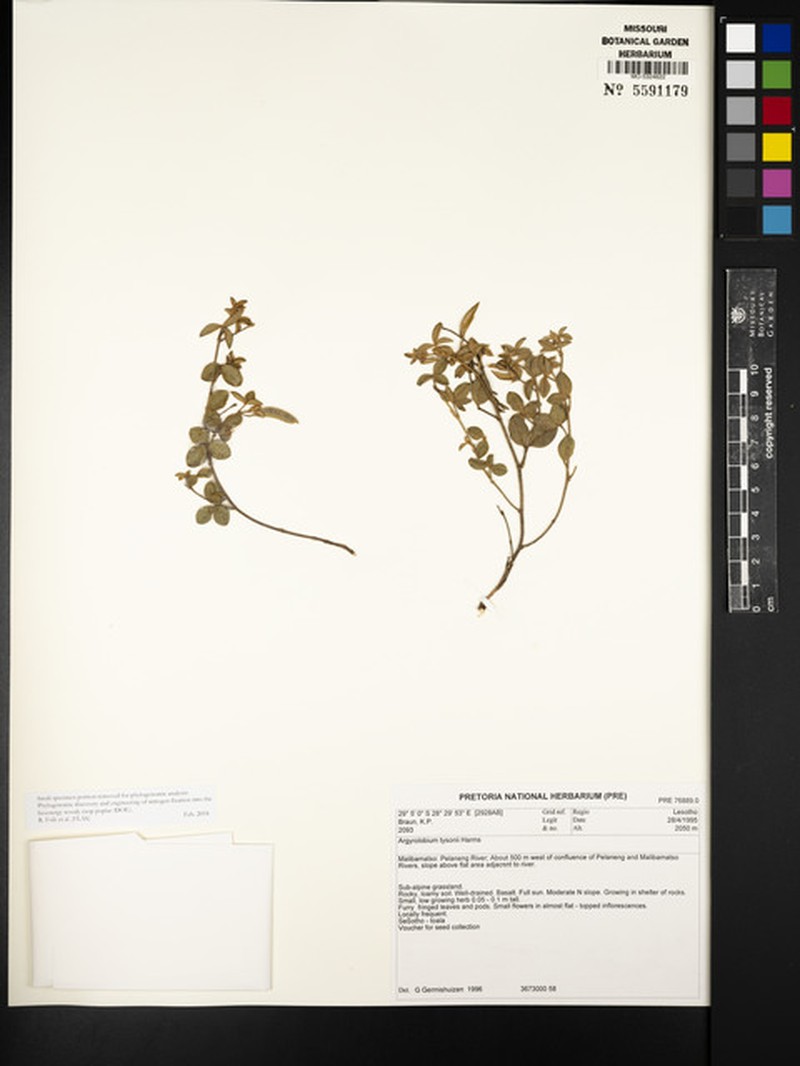 Argyrolobium rupestre subsp. rupestre