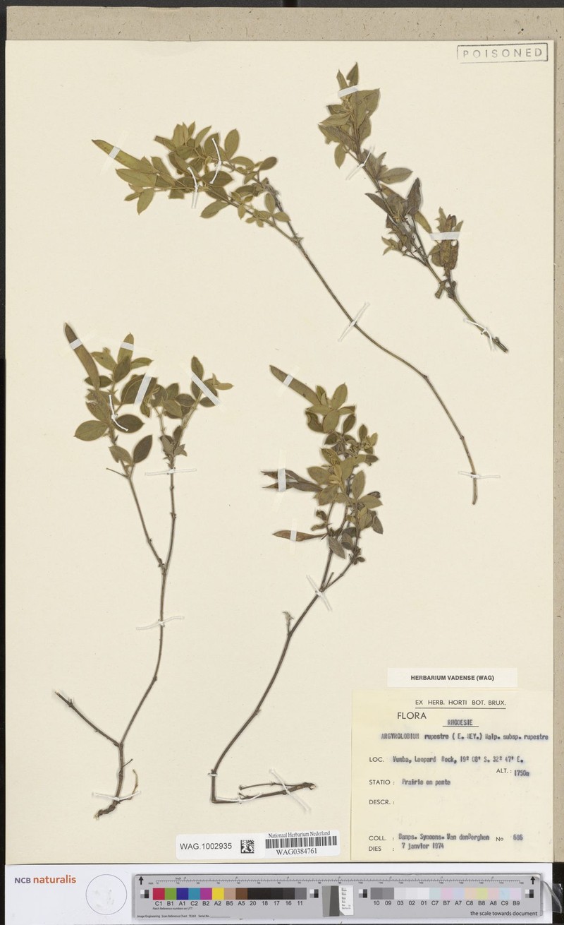 Argyrolobium rupestre subsp. rupestre photo 2