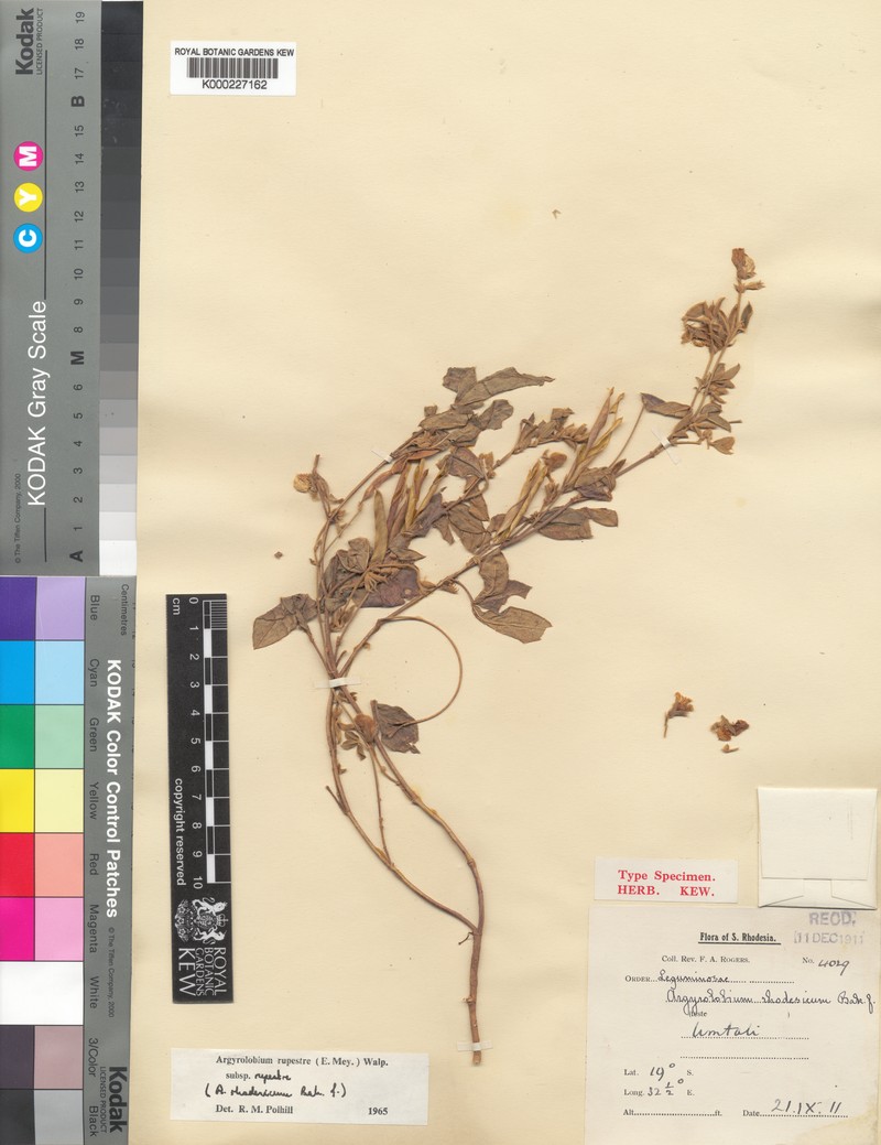 Argyrolobium rupestre subsp. rupestre photo 3