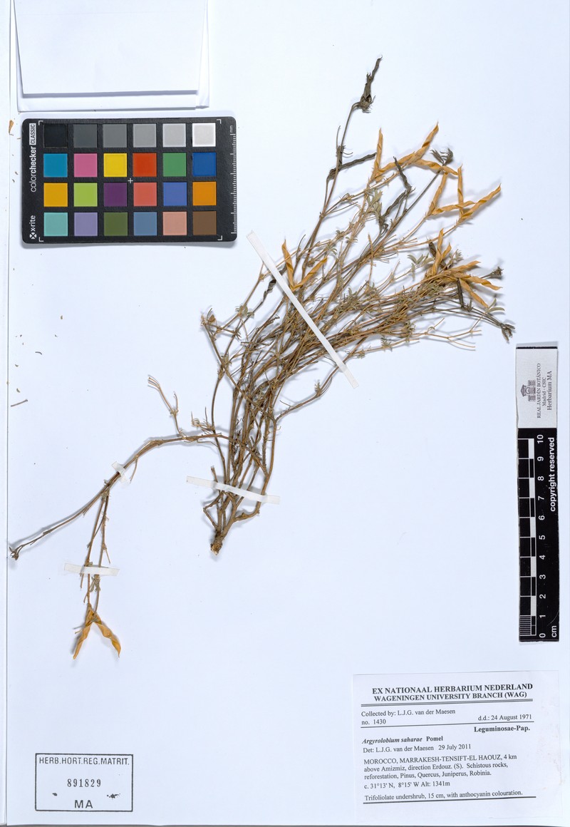 Argyrolobium saharae