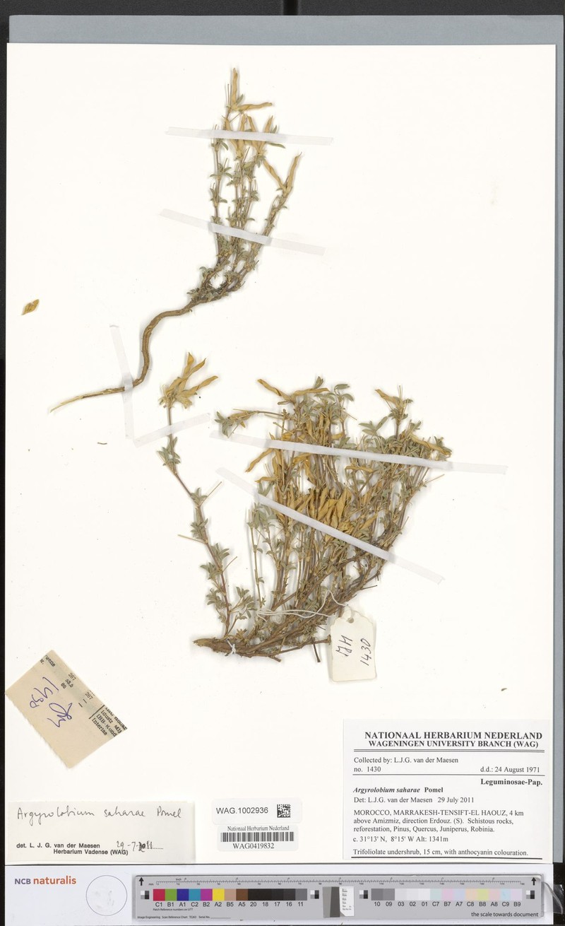 Argyrolobium saharae photo 2