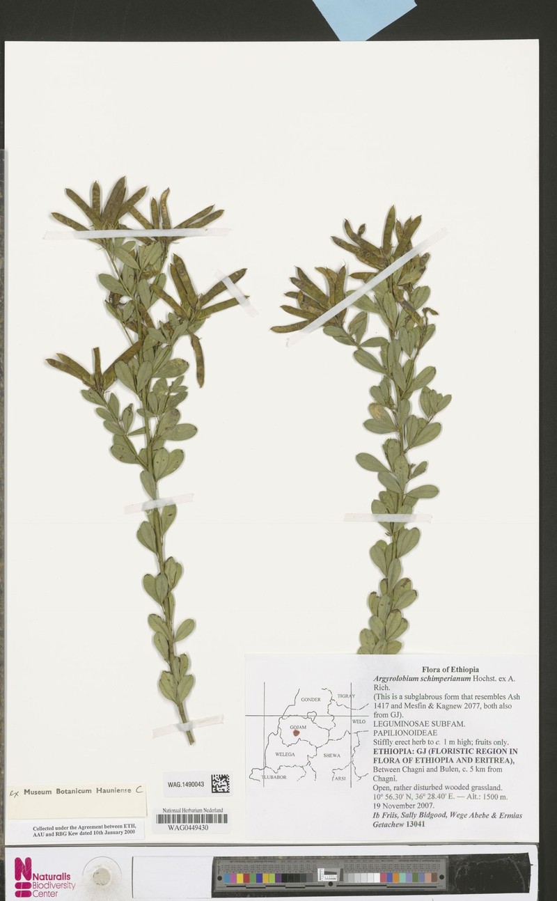 Argyrolobium schimperianum