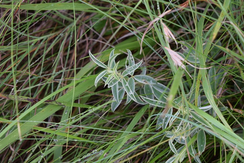 Argyrolobium sericosemium photo 2