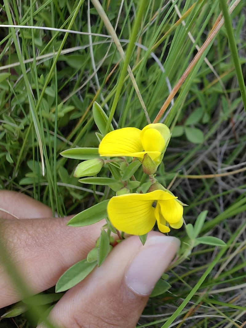 Argyrolobium sericosemium photo 3