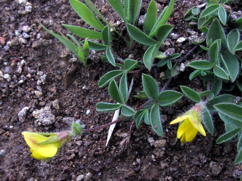 Argyrolobium sericosemium photo 4
