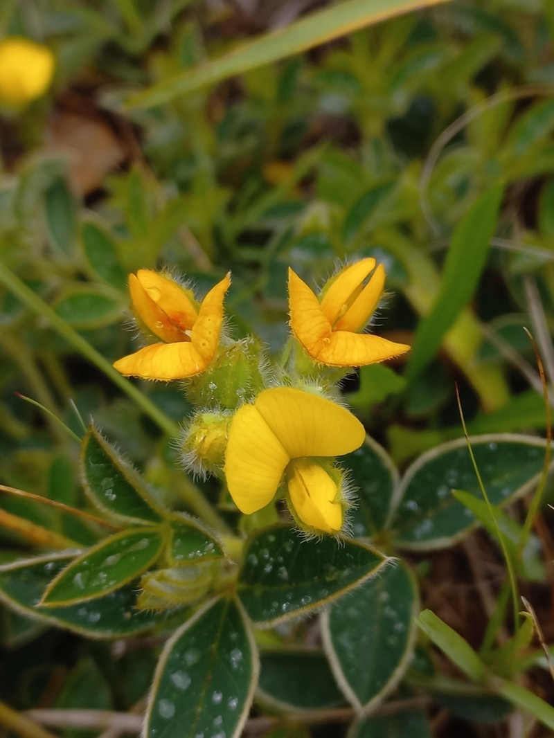 Argyrolobium sericosemium photo 6