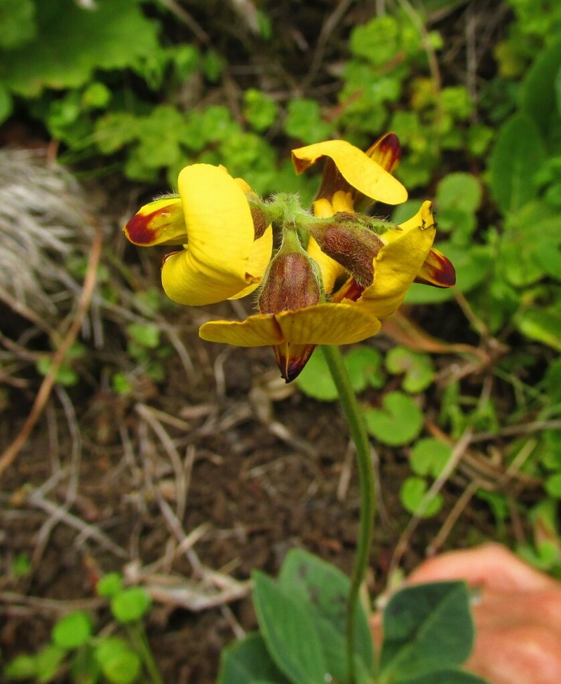 Argyrolobium speciosum