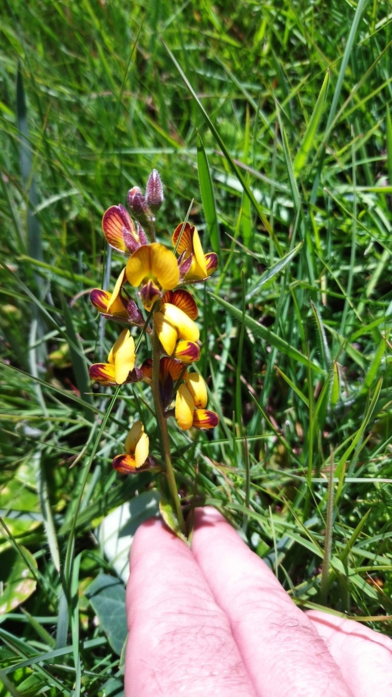 Argyrolobium speciosum photo 2