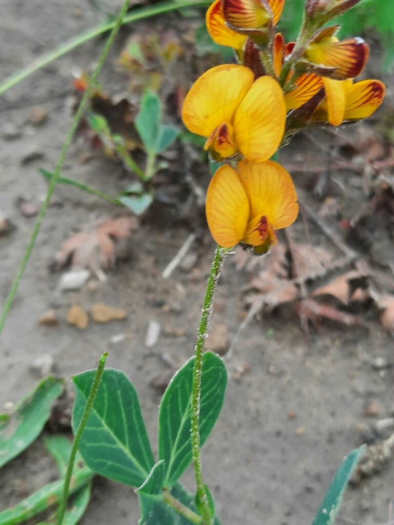Argyrolobium speciosum photo 3