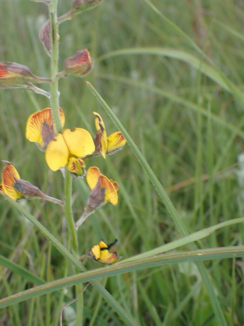 Argyrolobium speciosum photo 5