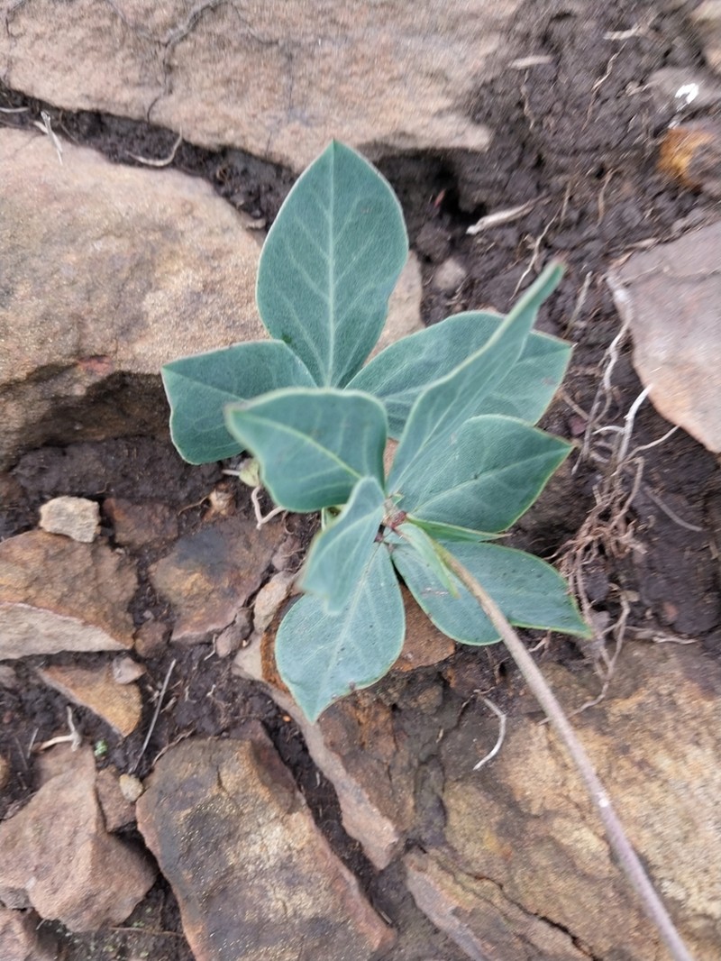 Argyrolobium speciosum photo 6