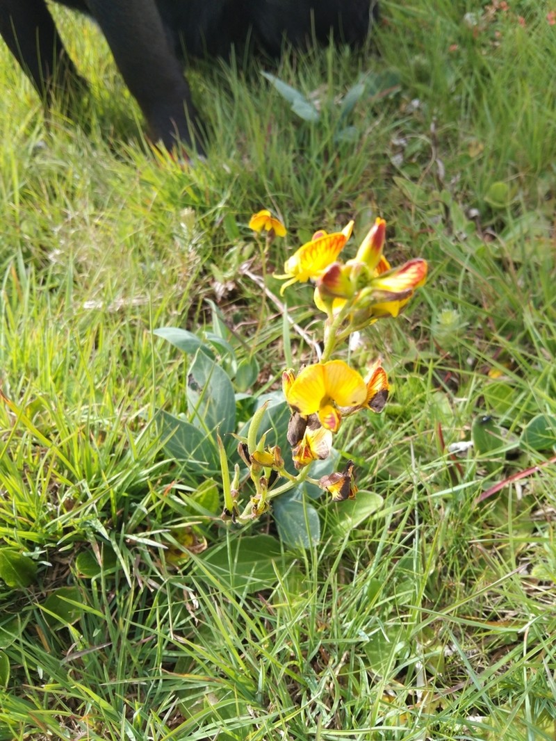 Argyrolobium speciosum photo 7