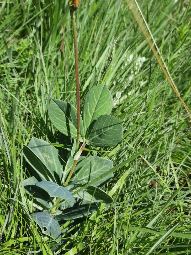 Argyrolobium speciosum photo 8