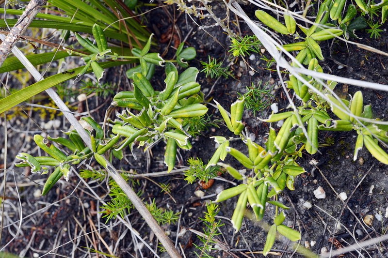 Argyrolobium splendens photo 2