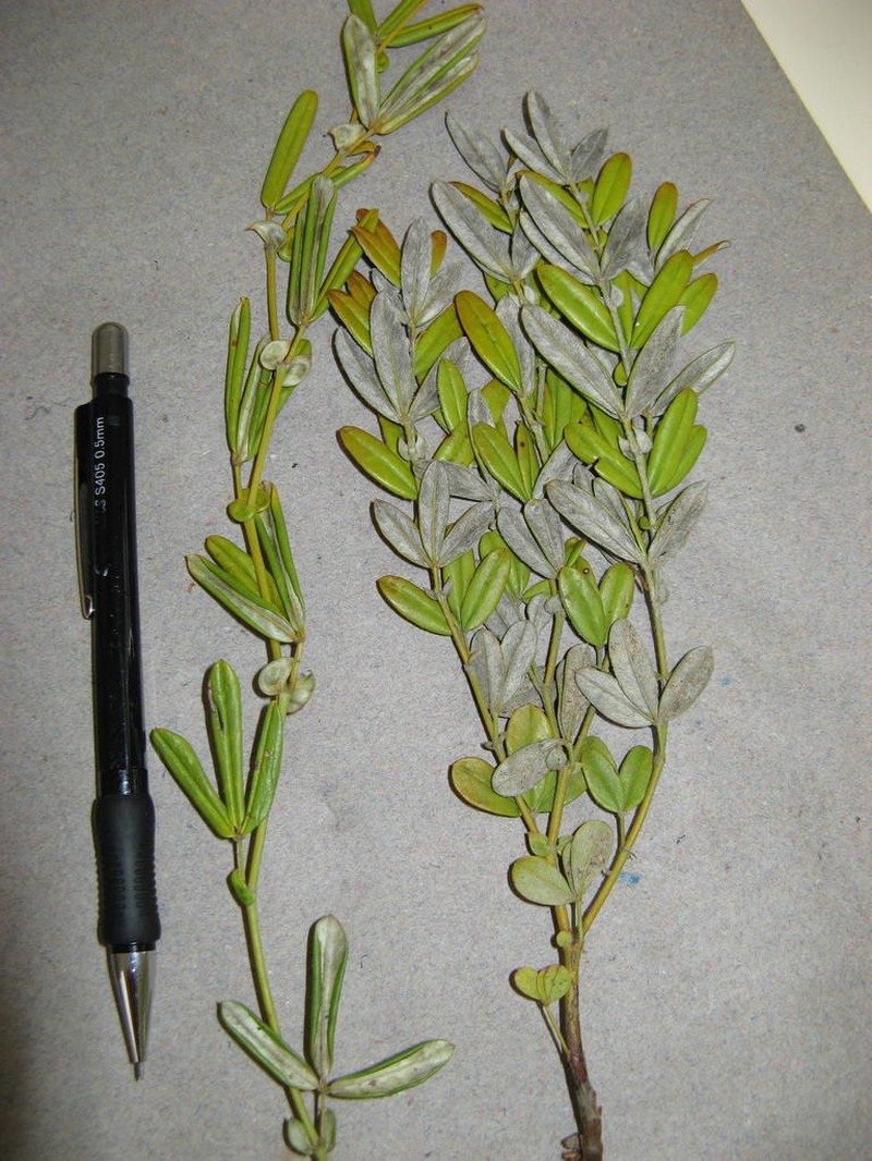 Argyrolobium splendens photo 3