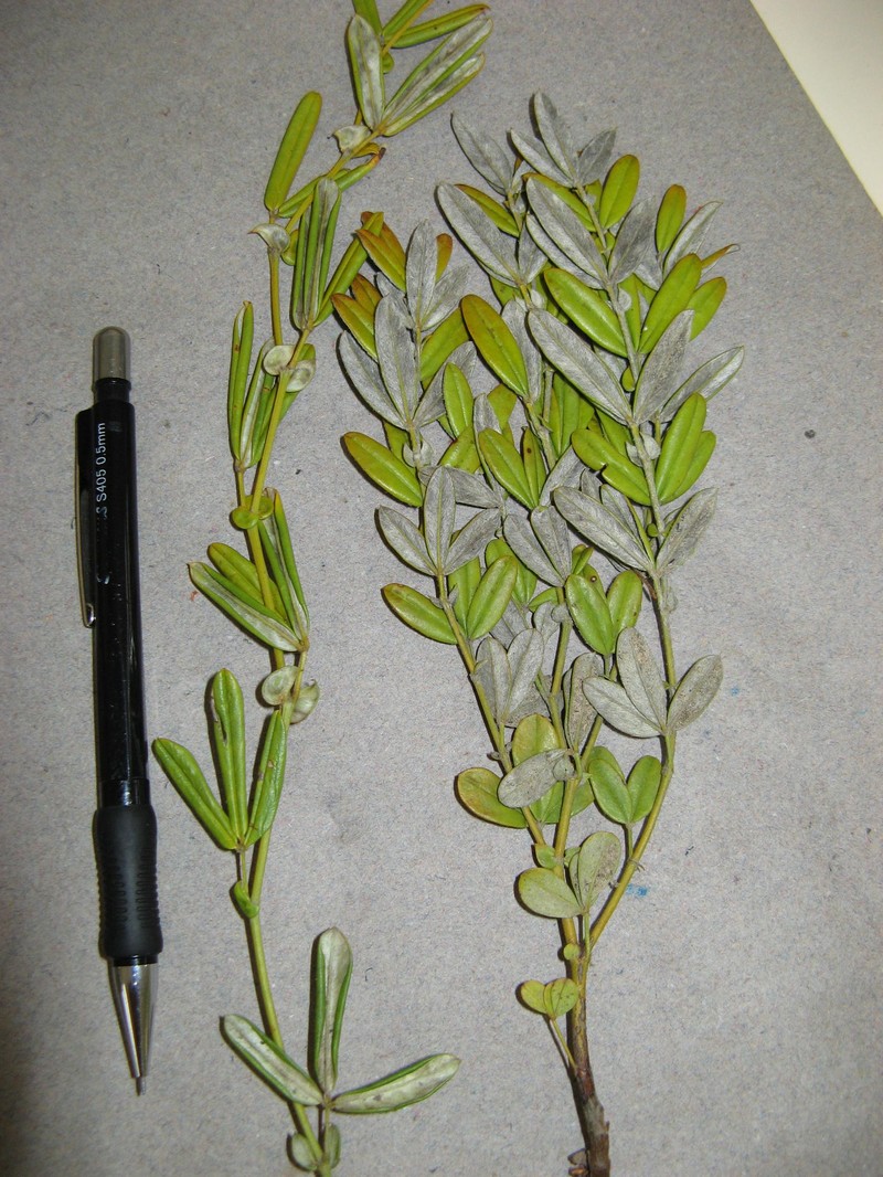 Argyrolobium splendens photo 6
