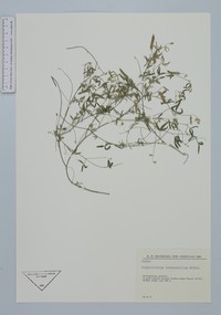 Argyrolobium stenophyllum