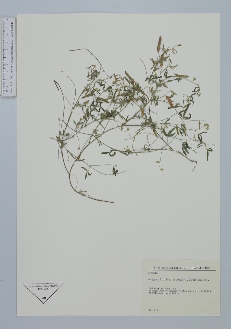 Argyrolobium stenophyllum