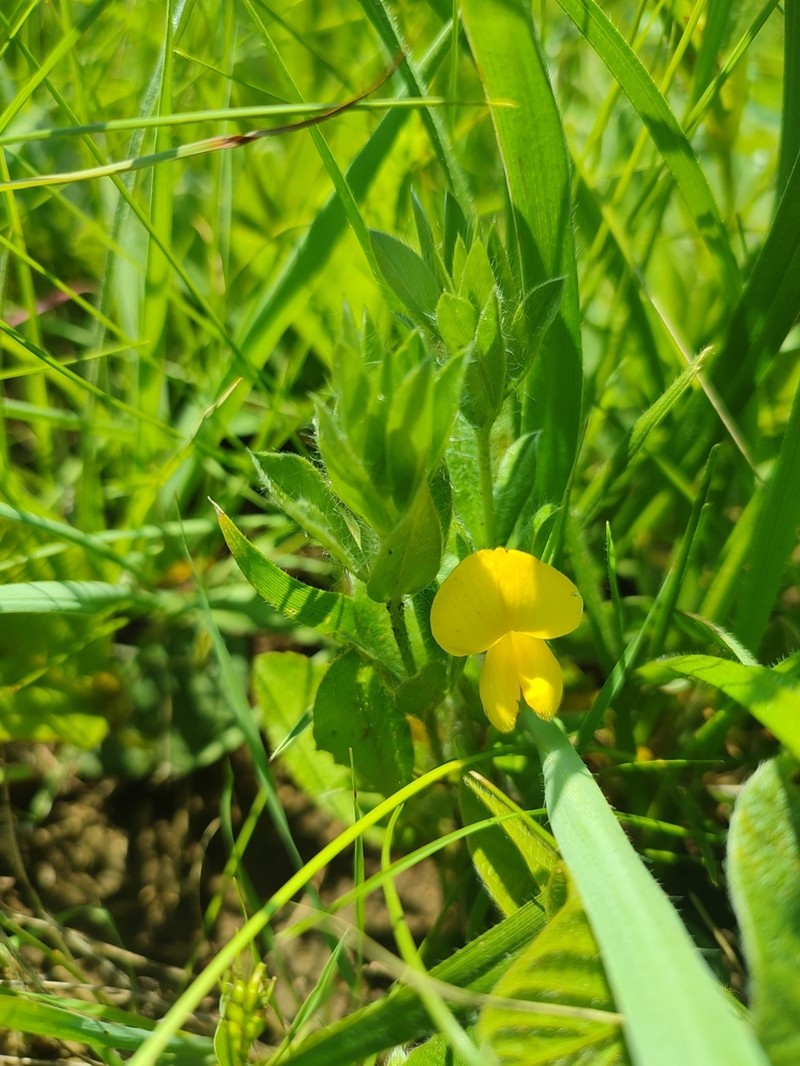 Argyrolobium stipulaceum