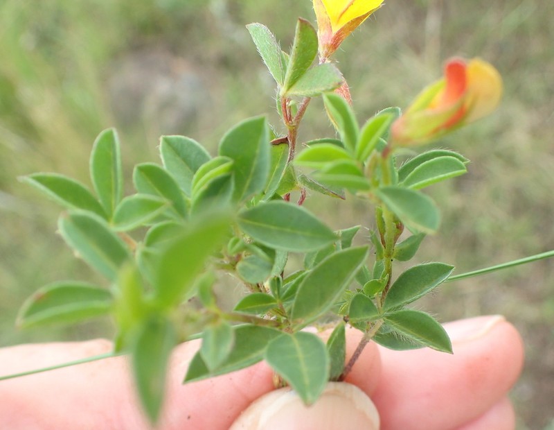 Argyrolobium stipulaceum photo 2