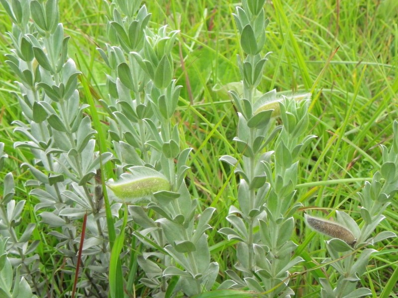 Argyrolobium stipulaceum photo 3