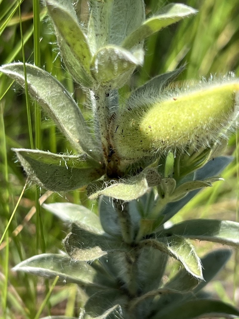 Argyrolobium stipulaceum photo 4