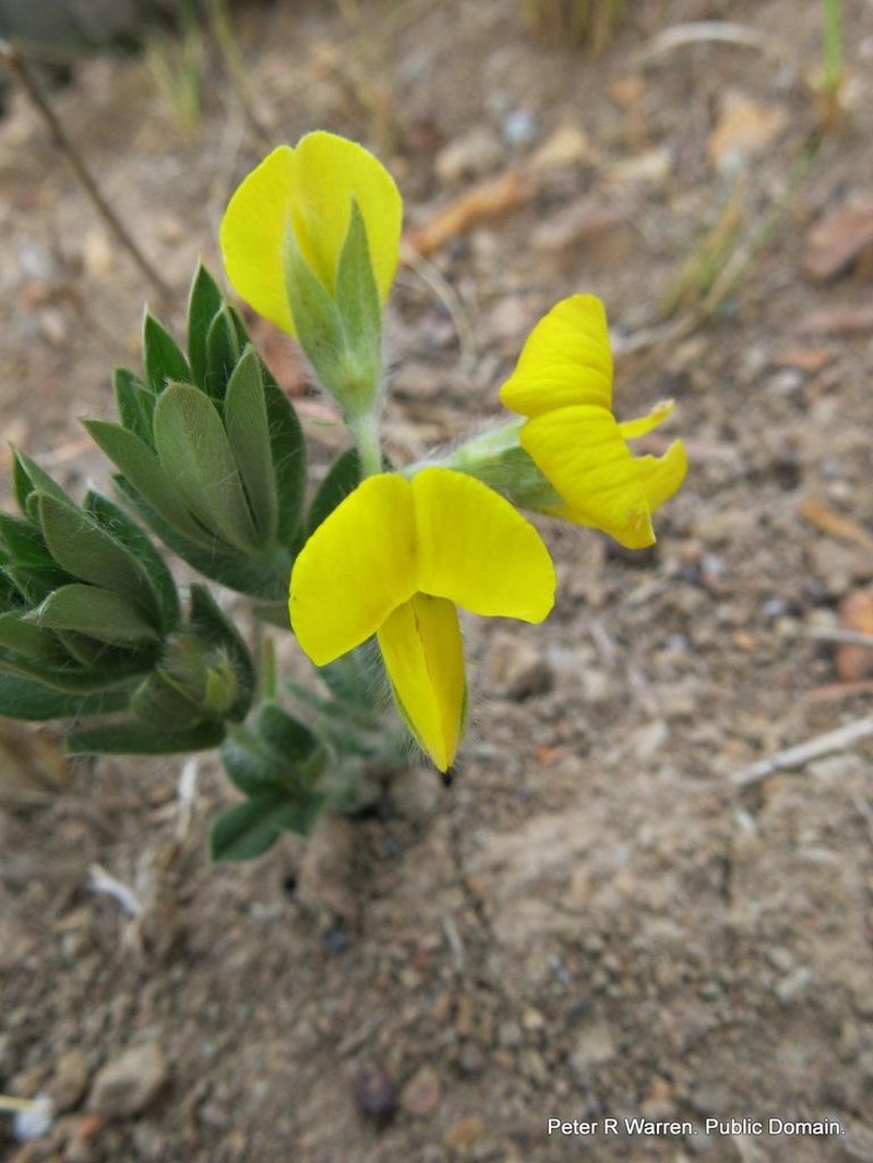 Argyrolobium stipulaceum photo 5