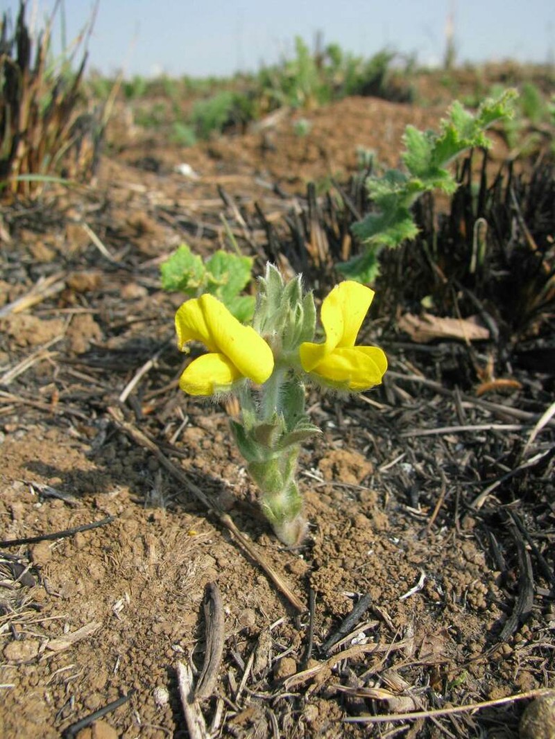 Argyrolobium stipulaceum photo 6