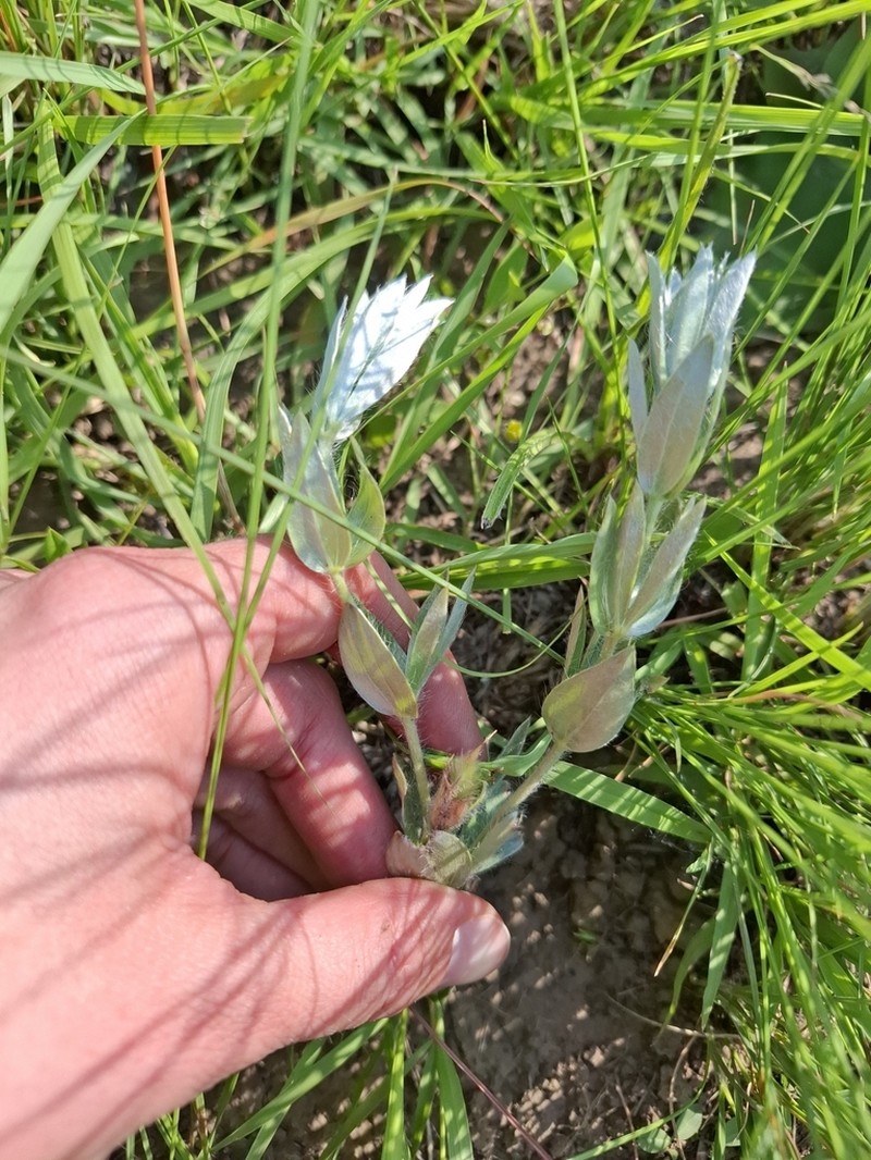 Argyrolobium stipulaceum photo 8