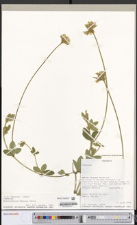 Argyrolobium stolzii