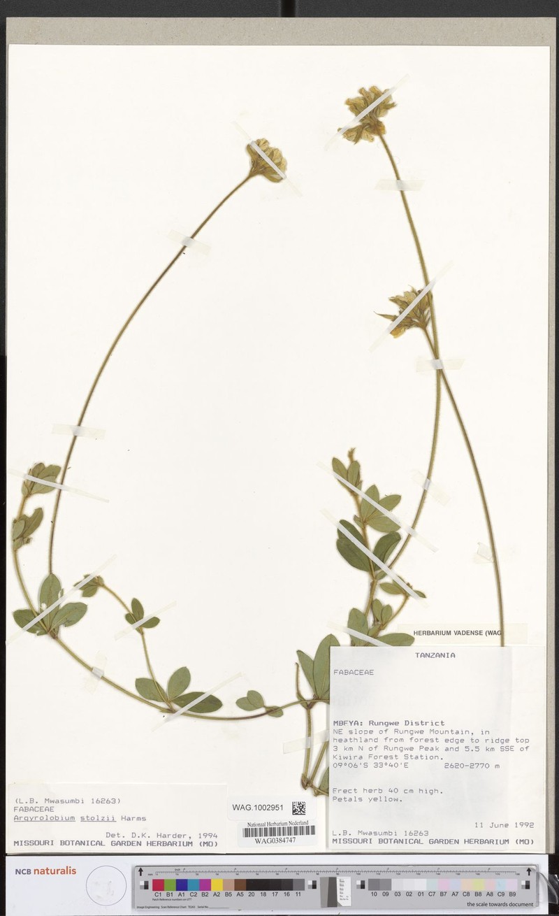 Argyrolobium stolzii