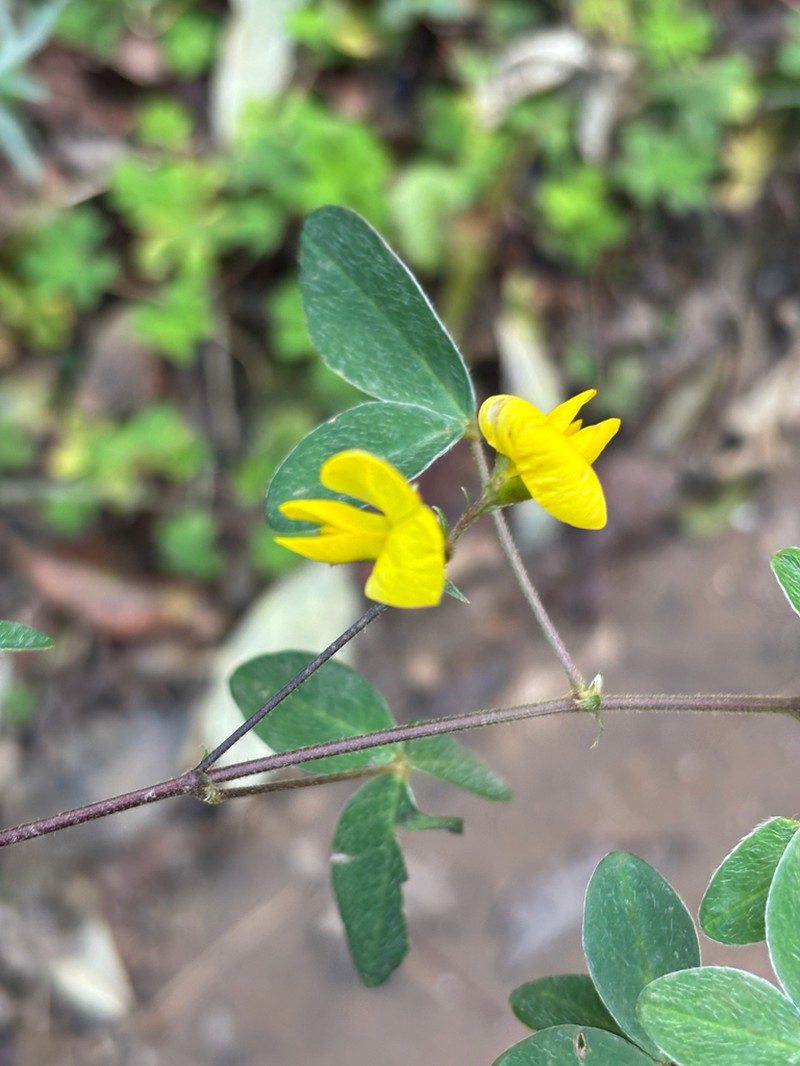 Argyrolobium tomentosum