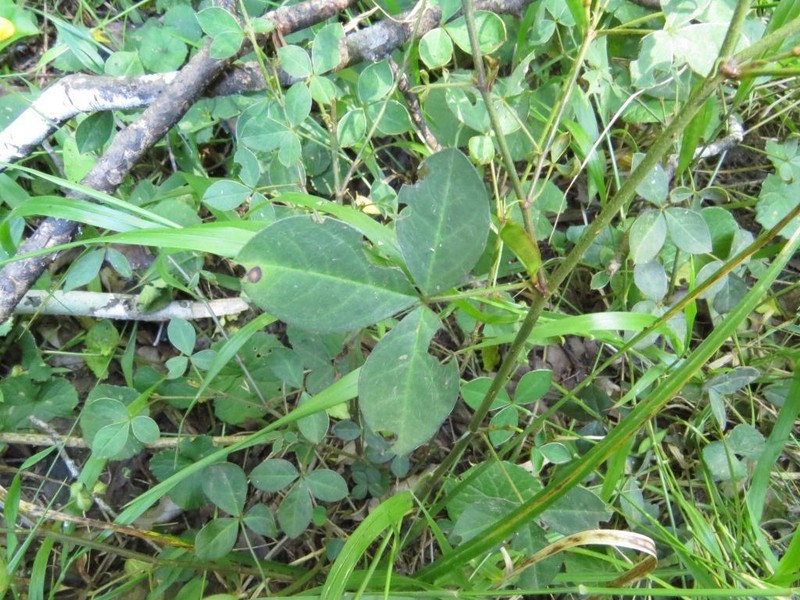 Argyrolobium tomentosum photo 2