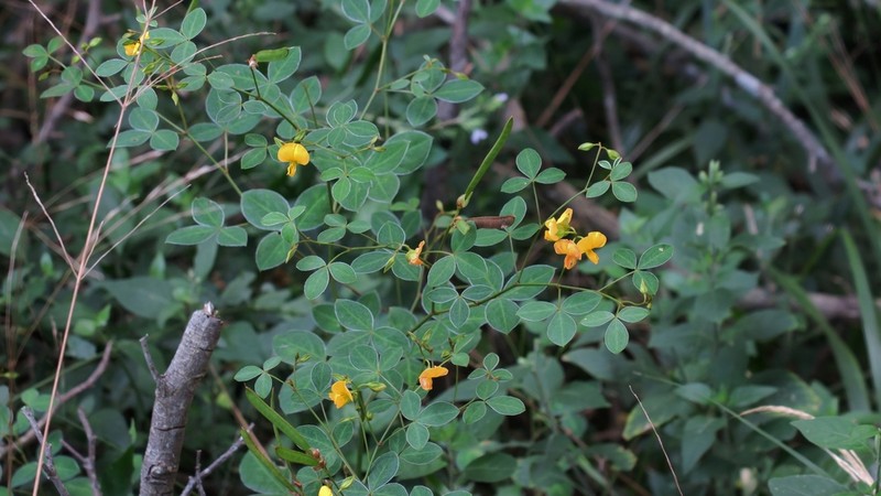 Argyrolobium tomentosum photo 3