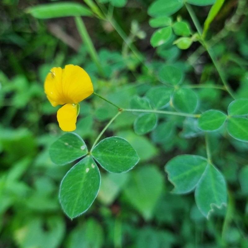Argyrolobium tomentosum photo 4