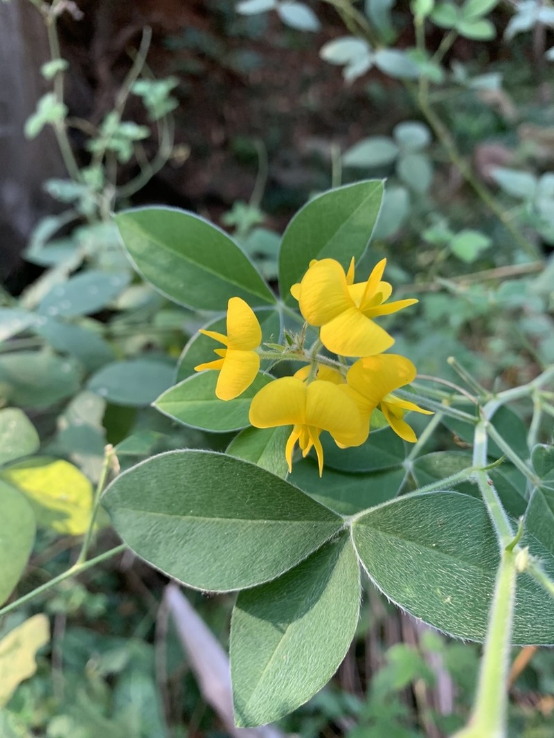 Argyrolobium tomentosum photo 5