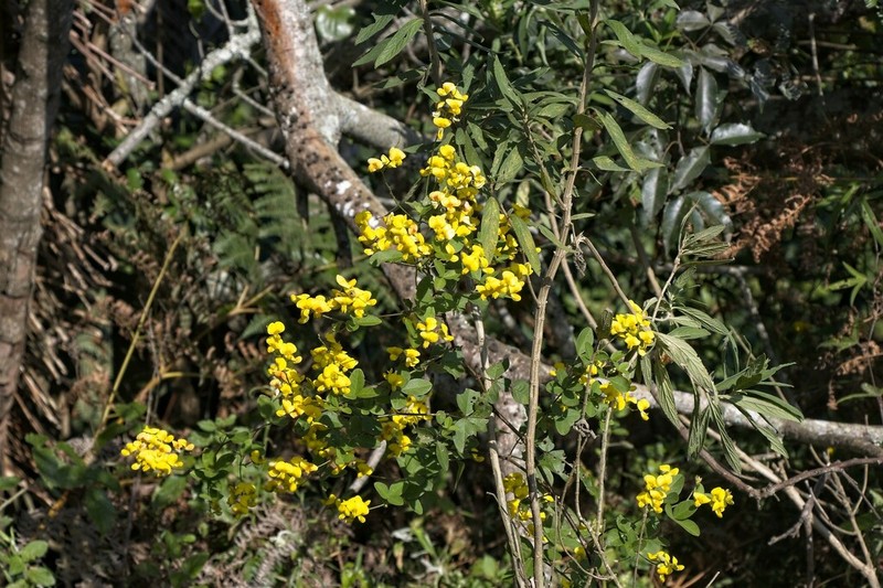 Argyrolobium tomentosum photo 6