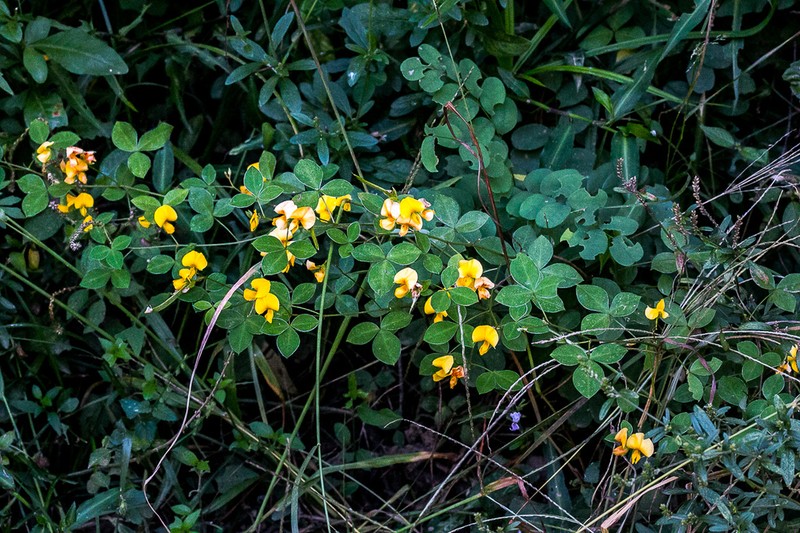 Argyrolobium tomentosum photo 7