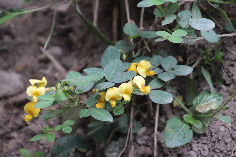 Argyrolobium tomentosum photo 8