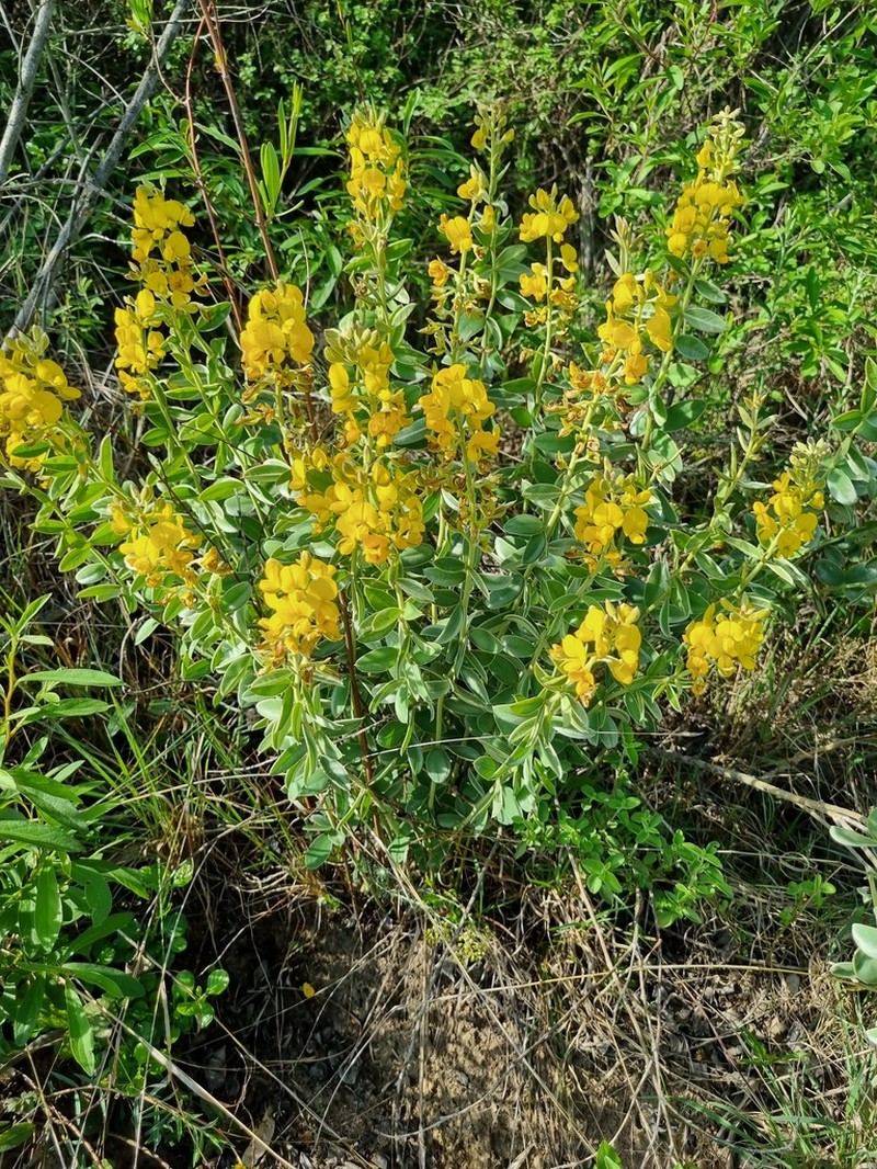 Argyrolobium transvaalense photo 2