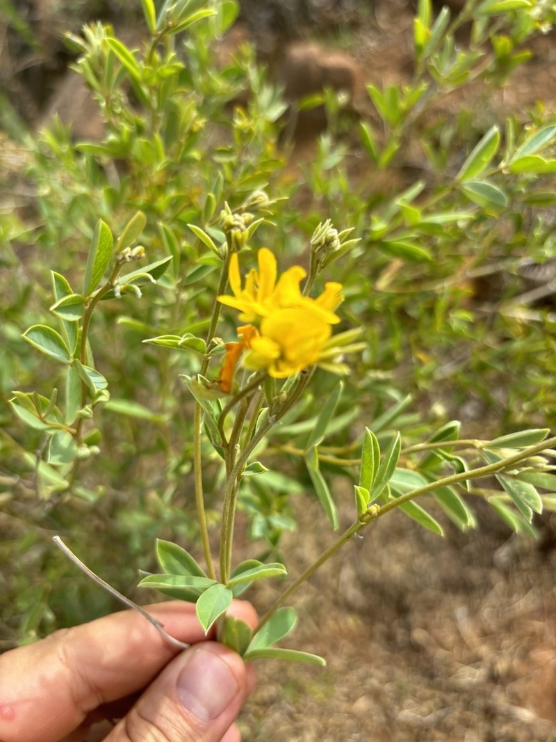 Argyrolobium transvaalense photo 4